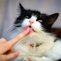 猫が舐めた物は食べない方がいい！うつるかもしれない病気６選