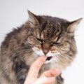 愛猫を通じて感染か？米オレゴン州で、8年ぶりに恐ろしい「ペスト」患者が…