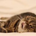 猫が『舌を出し続けている』ときの原因5つ　可愛いだけではない？病気のサ…
