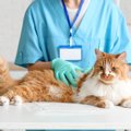 猫にカビが生えてしまう『皮膚糸状菌症』とは？主な原因や症状、人への感…