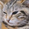 『口をもごもごと動かす子猫』を撮影していると…思いもよらない『貴重な瞬…