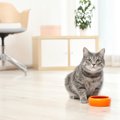 猫が『ドライフード』を食べないときの対策5つ！こんな工夫で改善でき…