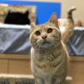 猫は飼い主の車のエンジン音を聞き分けてる？