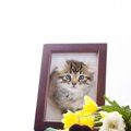 亡き愛猫の『忘れ形見』を保存する方法4選　身につけたり飾ったり…いろい…