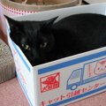 【体験談】子猫を動物病院の里親募集でお迎えしました