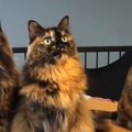 並んで座る『３匹のサビ猫』→おもちゃを左右に動かしてみると…可愛す…