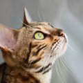 猫の気持ちは『耳の向き』からわかる！5つのパターン別に心理を解説　耳を…