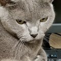 キーボードの上に乗って邪魔をする猫→どいてもらおうとした結果…『予想通…
