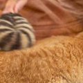 背中をブラッシングしてもらっている茶トラ猫→『お腹の下』を見ると…笑っ…