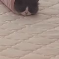 ふと見たら、猫が予想外の場所に入っていて…思わず笑ってしまう『可愛…