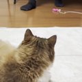 リビングでくつろいでいた猫→『大好きなパパ』が部屋に入ってくると……