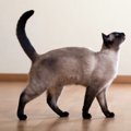 猫が尻尾を振るときの気持ちって？７つの心理