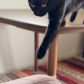 テーブルの上にいた黒猫、ソファに移動しようとした結果…予想外の『笑…