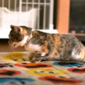 首から下が動かない野良の子猫ちゃんの諦めない姿に涙