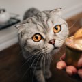 猫にウエットフードだけを与えても大丈夫？注意点３つ！