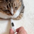 香箱座りをしている猫の胸元に『体温計』を差し込んでみたら…まさかの計測…