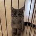 駆け寄ってきた子猫に『ごはん食べる人ー』と聞いてみた結果…可愛すぎる反…