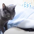 猫が大好きな娘を『起こしに行く様子』撮ってみたら…まさかの『職人技…