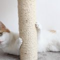 猫が爪とぎをする6つの理由