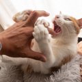 猫が『あんた大っ嫌い！』と思っている相手にする行動7選　見られたらどう…