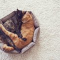 猫の『お気に入りの場所』を掃除するときの注意点3選　頻度は？洗えな…