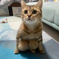 上手に体育座りができる猫さんが話題！ お膝の可愛さと器用さに絶賛の…