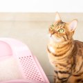 使わないほうがいい『NGな猫トイレ』3選　起こり得る健康トラブルもあ…