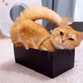 猫が『超小さい箱』に無理やり入ろうとした結果…”力技”すぎる『シンデ…