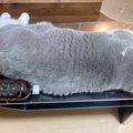 「猫デカくね！？」液体にしたら5リットル以上はありそう！成長のギャ…