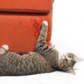 猫を迎えたあとに飼い主さんを襲う『3つの後悔』事前にやっておくべき…
