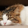 猫が不機嫌なときに考えられる理由５つ