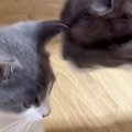 子育て中の母猫→亡くなった我が子そっくりな『保護子猫』と対面した結…