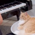 ピアノを練習する家族のそばで耳を澄ます猫→音を外した直後に見せた『…