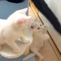 やんちゃな３匹の子猫→兄猫たちがしっぽで遊んでくれて…愛情にあふれた『…