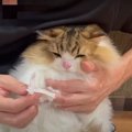 鼻を拭かれる猫くんの表情が可愛すぎる件