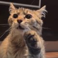 交通事故に遭い、『金網に引っかかっていた猫』が保護された結果…現在…