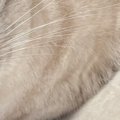 『床でくつろぐ猫』をよく見たら……アザラシの赤ちゃんそっくりな『可愛す…