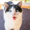 猫があなたに『話しかけてくる』ときの気持ち4選　何を言っているか知…