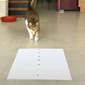 猫に『一つだけ描いたご飯ドッキリ』しかけたら…まさかの"検証結…