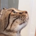 『かまってほしい猫』→飼い主の横に座ると…人間味あふれすぎる『アピ…