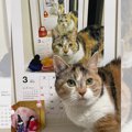 アイデアに脱帽！猫さんの歴史を刻む『無限ループカレンダー』に32万…