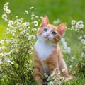 猫につける『和風の名前』を考えるときのヒント5選　どんな名前が人気…