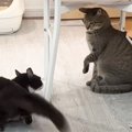 猫の『やんのかステップ』のクセが強すぎた結果…先住猫を圧倒してしま…