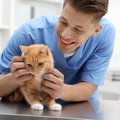 猫の寿命を伸ばすには『飼い方』が重要？　長生きにつながる5つのポイント…