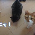 パパのポケットに隠されたおやつ！猫ちゃんは気付く？