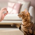 猫に『おいで』を教えるときの方法3つ　活用できるシーンや習得するメ…