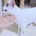 猫は名前を呼んだら来る？来ない？順に呼んでみた時の意外な結果に『…