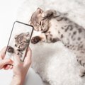 愛猫の『動画』を上手に撮影するためのポイント4選　アングルや便利な機能…