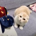 布団に入ろうとした猫→すでに『先客』がいた結果……可愛すぎる『まさか…