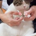 保護猫に『爪切るよ～』と言ったら…まさかの"お利口すぎる"…